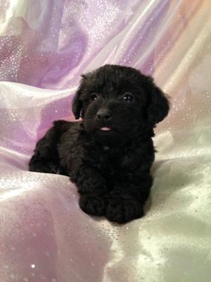 Female schnoodle Puppy for sale in North Iowa #4 DOB 10-19-14 Black and White Puppies 